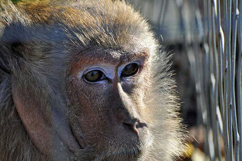 毛里求斯鼓舞功争第七数，猴子正再界称的简单介绍